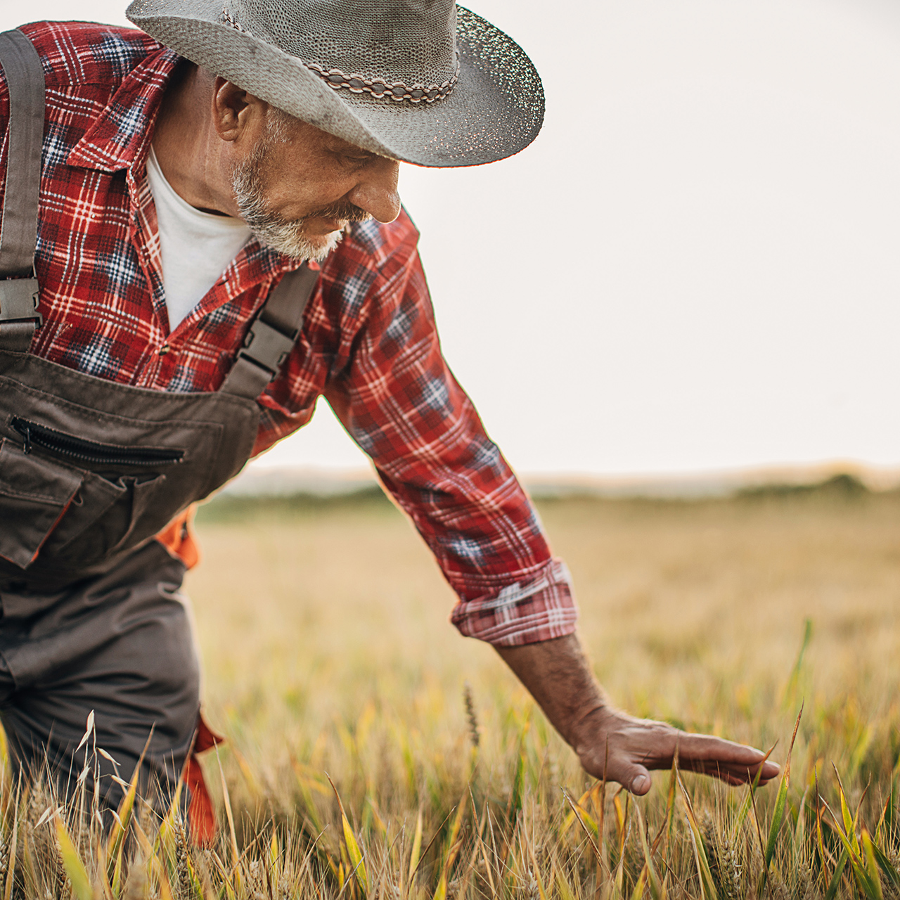 Lavoratore agricolo con cappello e salopette mentre accarezza le spighe in mezzo a un campo. 